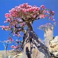 Desert rose